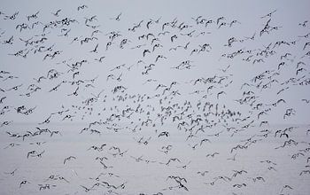 Vogelschwarm über dem Wattenmeer