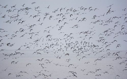 Vogelschwarm über dem Wattenmeer