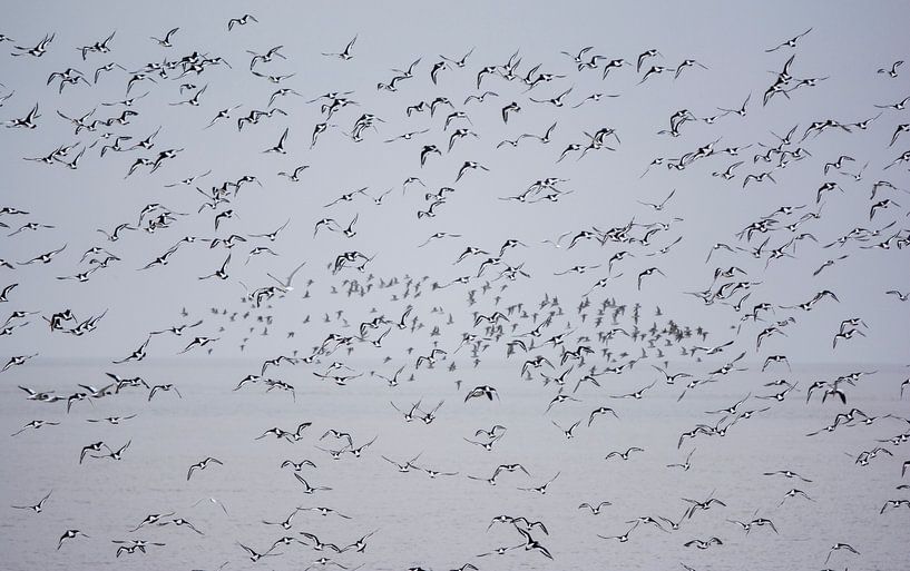 bird swarm above the wadden region by Bianca Fortuin