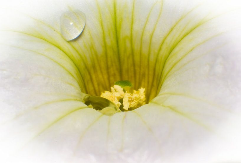 Petunia wit par Johan Slagers
