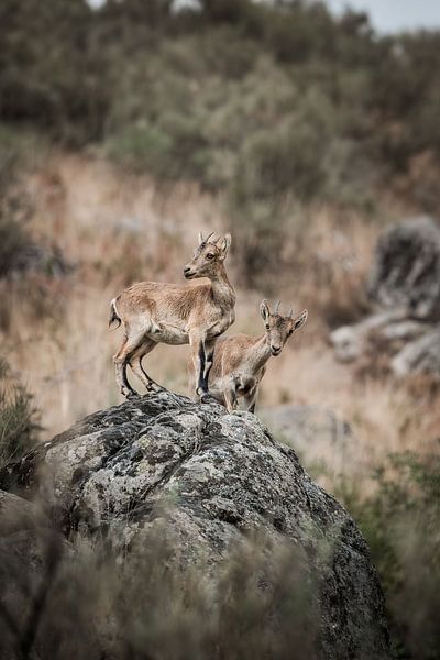 Capricorns on Rock Fixed View in the Wilderness by Femke Ketelaar