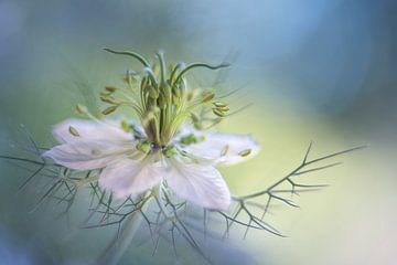 Ballerine sur Christl Deckx