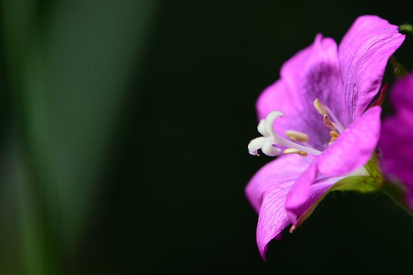 Een paarse bloem van Gerard de Zwaan