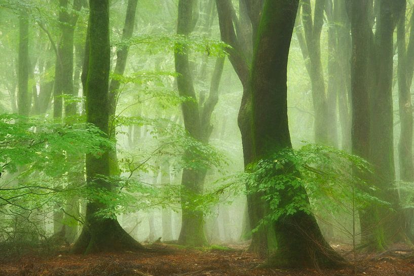 Forêt de Tutu par Lars van de Goor