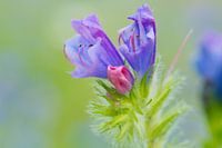 Bloem echium paarsblauw