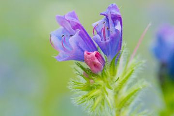 Bloem echium paarsblauw van Ivonne Fuhren- van de Kerkhof