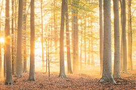 Ein neuer Tag, ein neuer Anfang von Peter Nolten