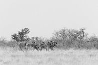 Zebraherde in schwarz-weiß || Etoscha-Nationalpark, Namibia von Suzanne Spijkers Miniaturansicht