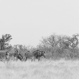Herd of zebras in black and white || Etosha national park, Namibia by Suzanne Spijkers