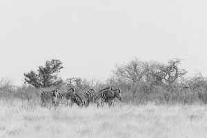 Kudde zebras in zwart-wit || Etosha national park, Namibië van Suzanne Spijkers