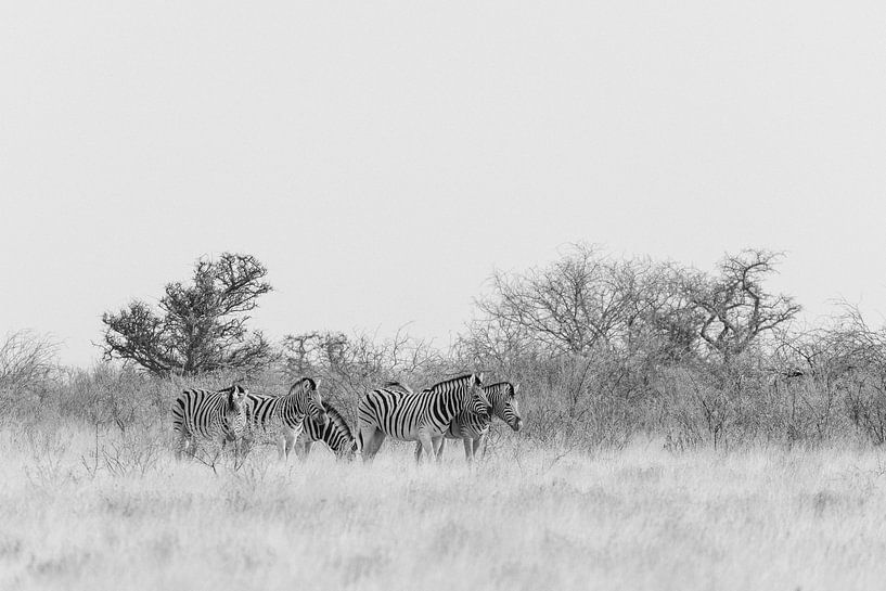 Zebraherde in schwarz-weiß || Etoscha-Nationalpark, Namibia von Suzanne Spijkers