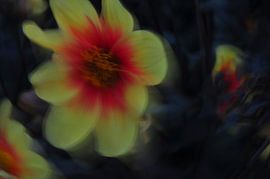 FLOWER DREAMS 25 by Miroslav Ptacek