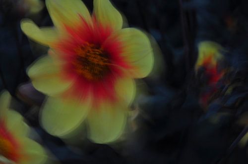 RÊVES DE FLEURS 25