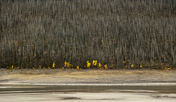 New gold amidst the grey forest