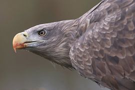 White-tailed Eagle (Haliaeetus albicilla) by Ronald Pol