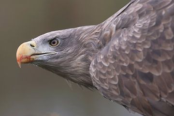 Europese Zeearend (Haliaeetus albicilla) van Ronald Pol