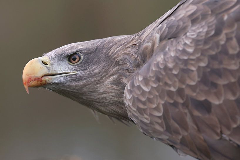 Europäischer Weißkopfseeadler (Haliaeetus albicilla) von Ronald Pol