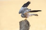 Male Montagu's Harrier (Circus pygargus) by Beschermingswerk voor aan uw muur thumbnail