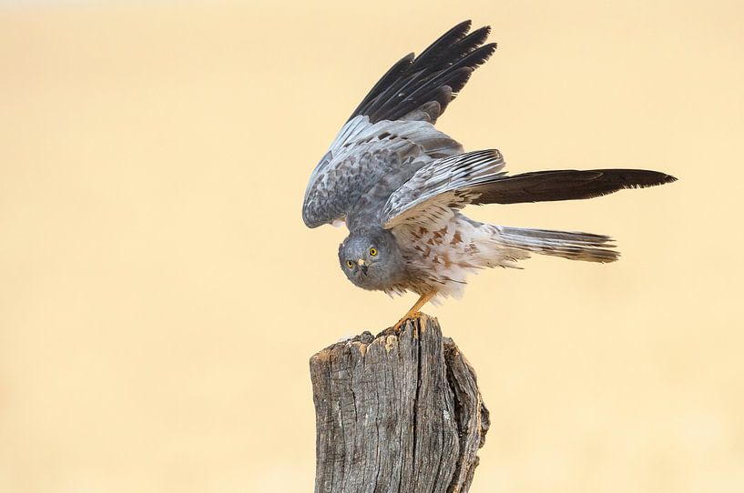 Male Montagu's Harrier (Circus pygargus) by Beschermingswerk voor aan uw muur