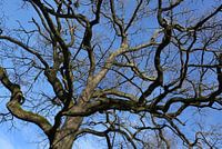 Treetop