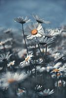 Field flowers