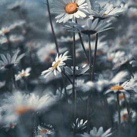 Field flowers by Piotr Aleksander Nowak