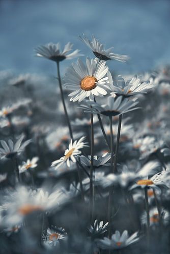 Fleurs des champs sur Piotr Aleksander Nowak