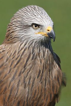 Schwarzmilan (Milvus migrans) von Ronald Pol