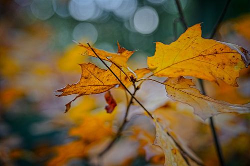Herfstkleuren van het Zwart Water