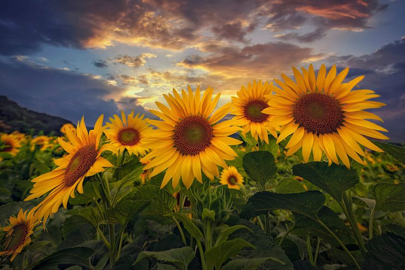 Sunflower by Tiger Seo