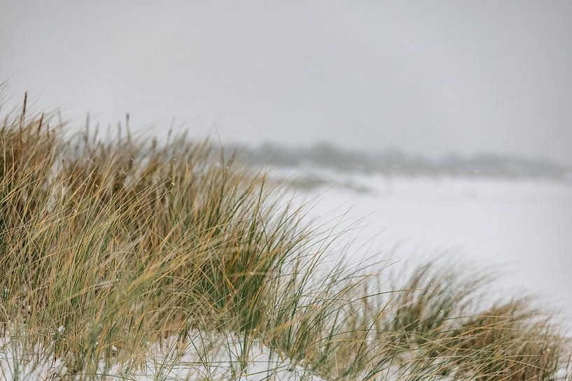 Marram grass in winter by Percy's fotografie