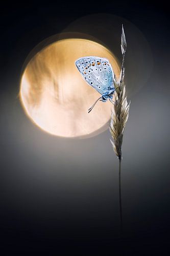 Slaap zacht van Bob Daalder