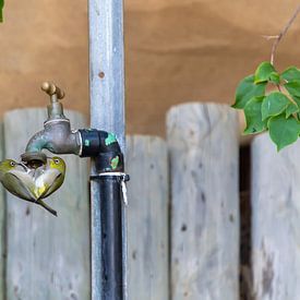 Vögel lieben das Wasser so sehr, dass sie ein Herz bilden von Bert van Emmerloot