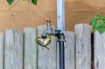 Birds love water so much that they form a heart by Bert van Emmerloot