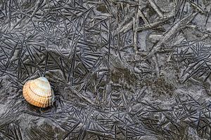 Cockle-Shell sur AGAMI Photo Agency