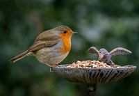 Robin