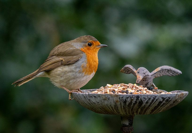 Robin by Linda De graaf