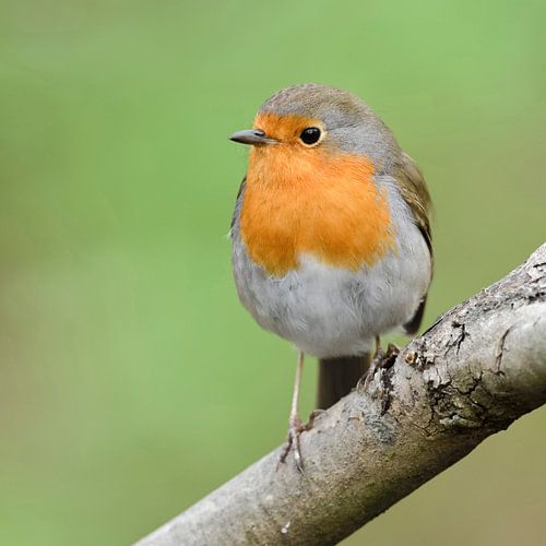 Rotkehlchen ( Erithacus rubecula ) im Frühling, sitzt auf einem Ast vor grünem Hintergrund