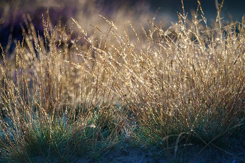 Tegenlicht en pijpenstrootje met dauwdruppels in het najaar