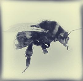 Bee van David Pichler