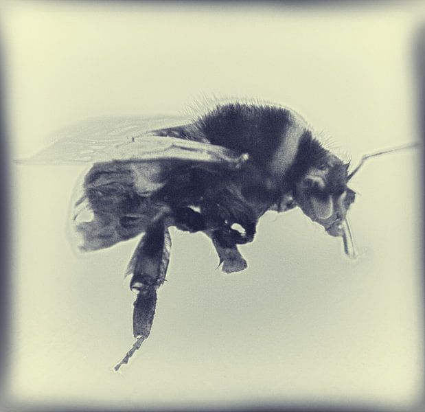 Bee par David Pichler