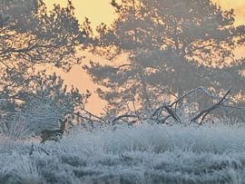 Frozen rod by Jolanda Stam