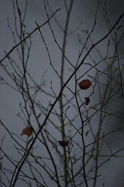 Winter in Overijsel van Melissa Rath