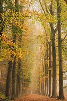 Autumn in the forest