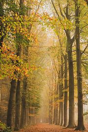 Autumn in the forest
