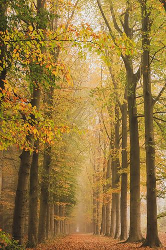Herfst in het bos