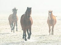 Horses running