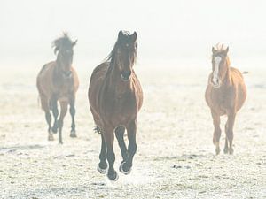 Paarden in galop van Erik Veldkamp