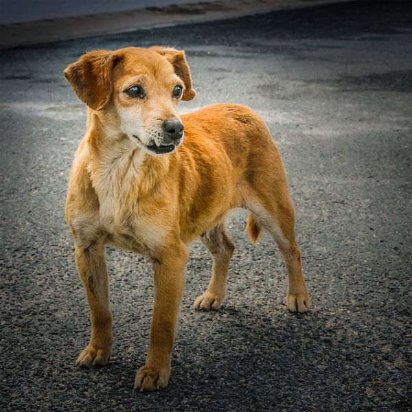 Straßenhund von Freddy Hoevers