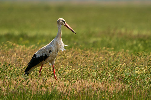 Stork im goldenen Licht von Johannes Jongsma